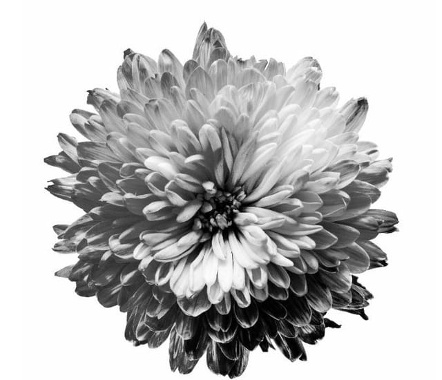 Monochromacy: a flower shown in shades of grey